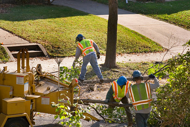 Best Commercial Tree Services  in Mayville, NY